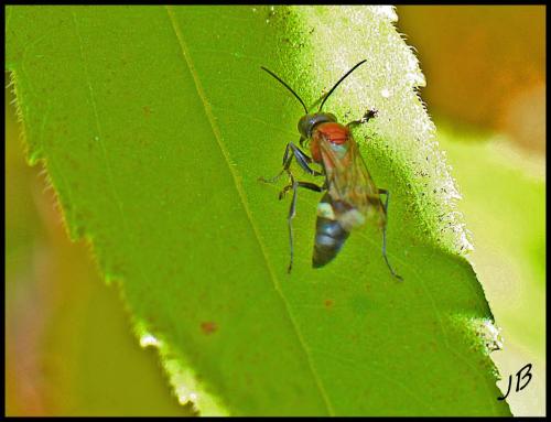 Oryttus concinnus
